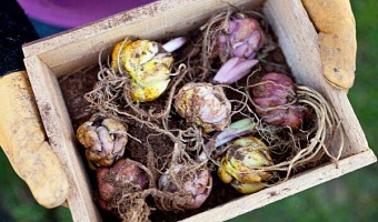 Sadzenie wiosenne cebul kwiatowych: jakie gatunki wybrać i jak je pielęgnować?